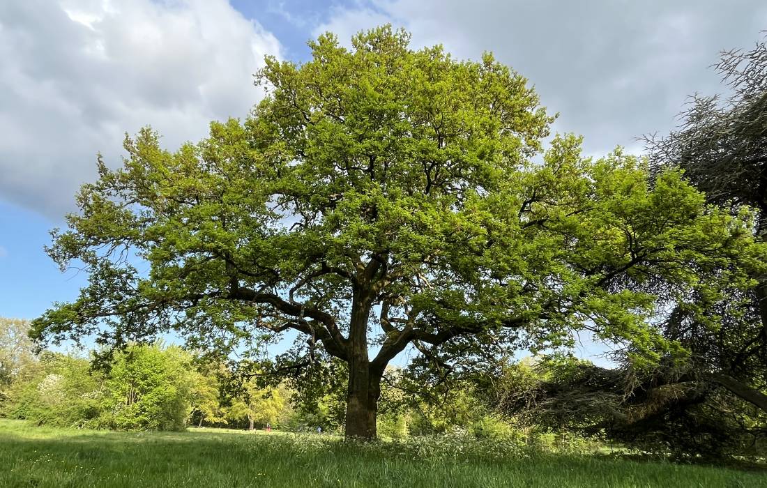 CONNEXION A LA NATURE 17 Septembre 2022  BOIS DE VINCENNES 
